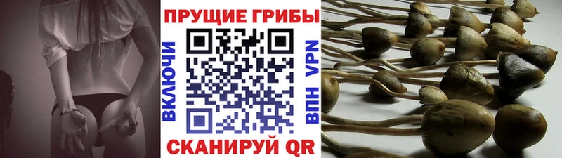 Галлюциногенные грибы MAGIC MUSHROOMS  сколько стоит  Ялуторовск 