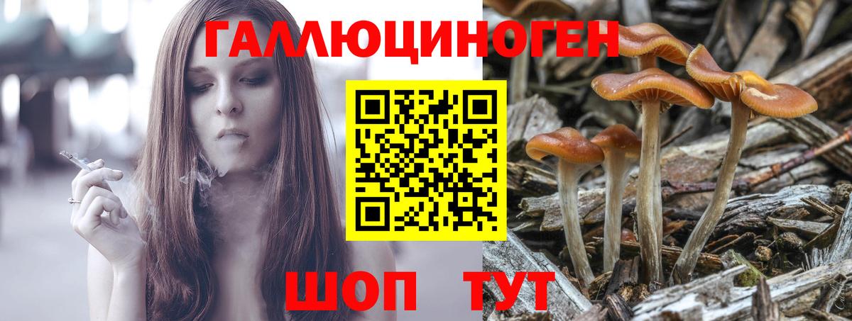 Псилоцибиновые грибы Psilocybe Ялуторовск